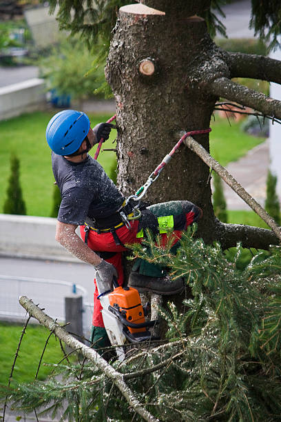 Best Tree and Shrub Care  in Lowellville, OH