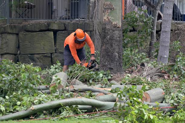 Best Emergency Tree Removal  in Lowellville, OH