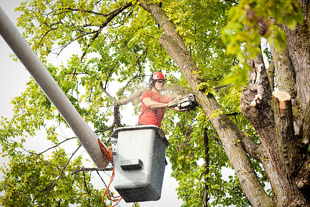 Best Fruit Tree Pruning  in Lowellville, OH